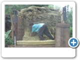 loading_to_truck thatch roof