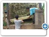 supply_alang-alang